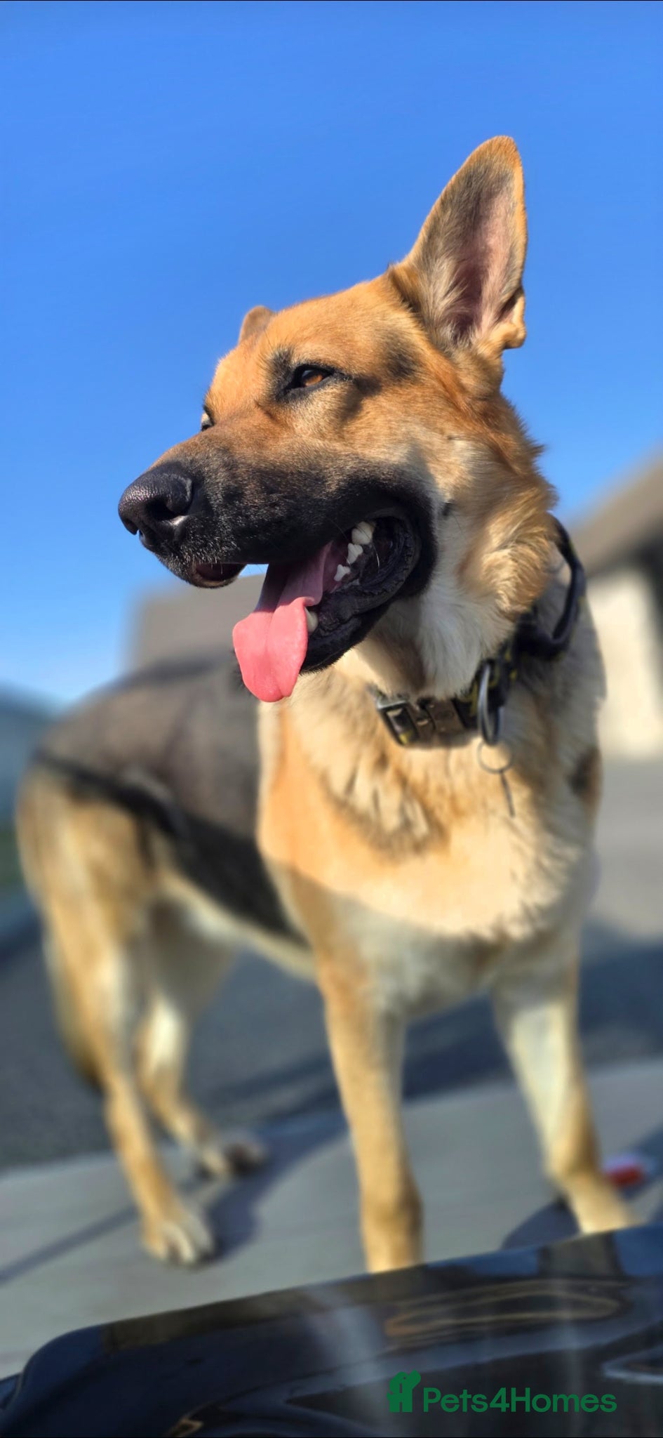 German Shepherd dogs for stud: STUD GERMAN SHEPHERD  - Advert 4