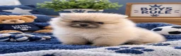 Pomeranian dogs for sale: **ELITE KC REG POMERANIAN PUPPIES** - Advert 3