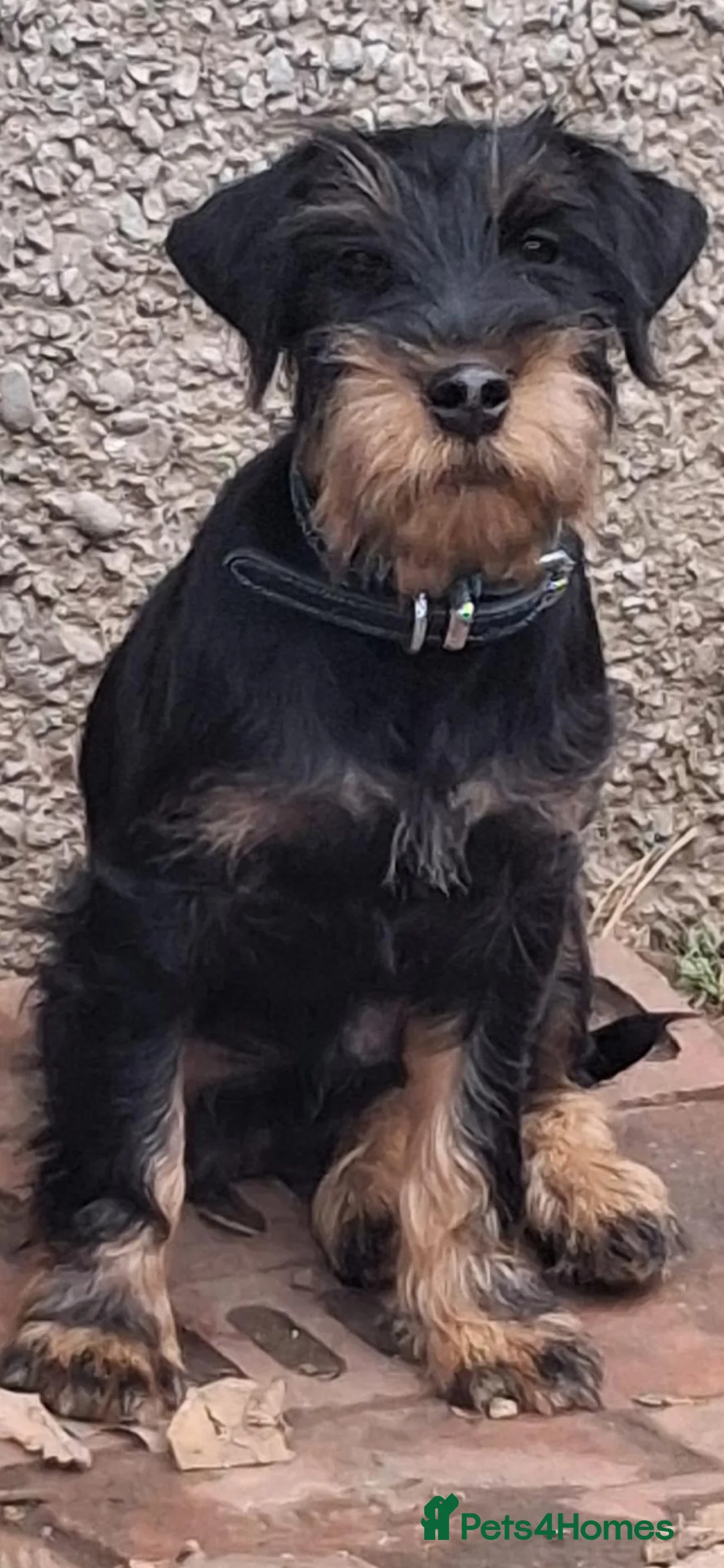 Jagdterrier dogs for sale: Jagdterrier for sale - Advert 1