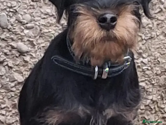 Jagdterrier dogs for sale: Jagdterrier for sale - Advert 1