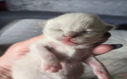 Mixed Breed cats for sale: 🎊RESERVED🎊💖Pure Blue-point mitted Ragdoll ♀️💖 - Image 11