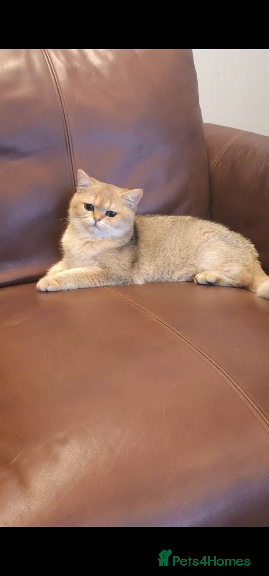 British Shorthair cats X Mass Give away. GCCF Avtive Golden B12 NY - Advert 7