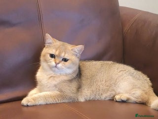 British Shorthair cats X Mass Give away. GCCF Avtive Golden B12 NY - Advert 16