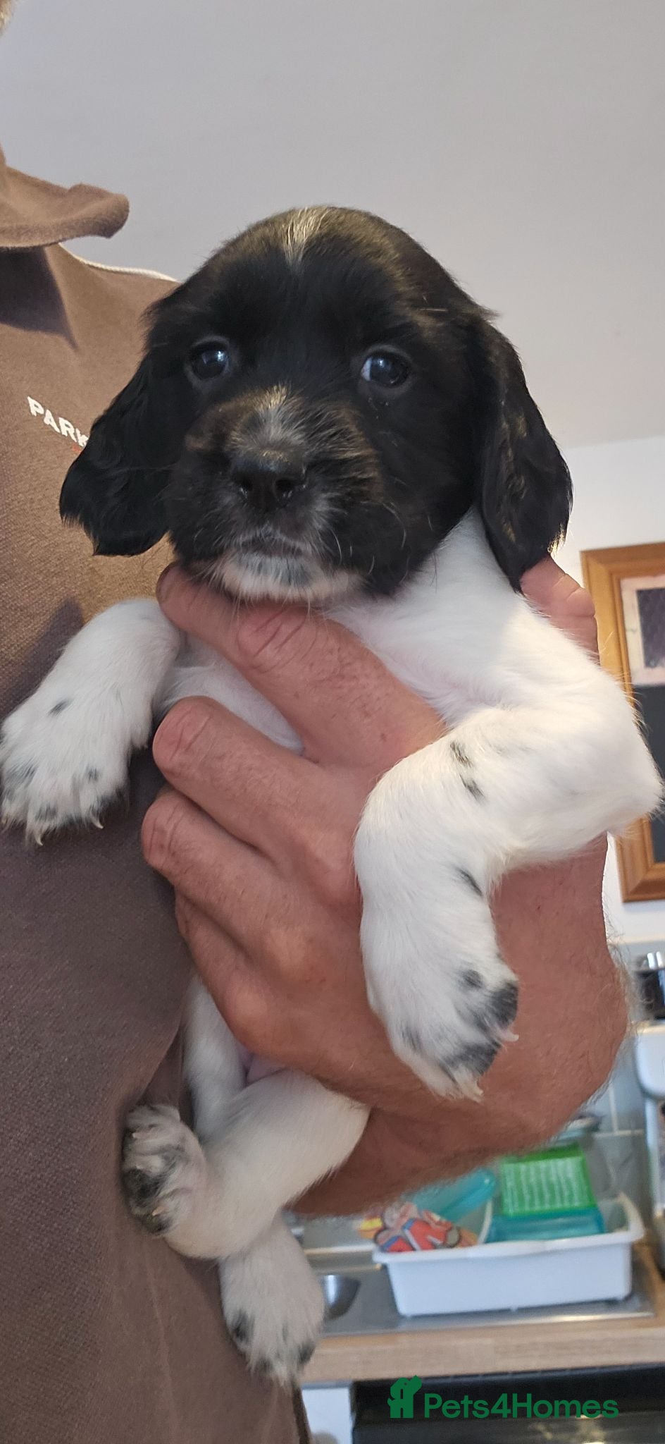English Springer Spaniel dogs HintonBreeze Gundogs  - Advert 1
