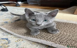 Russian Blue cats for sale: Russian blue kittens GCCF registered  - Image 13