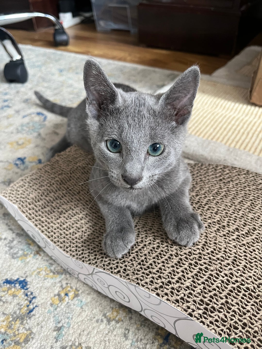 Russian Blue cats for sale: Russian blue kittens GCCF registered  - Image 13