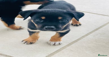 Rottweiler dogs - Advert 8