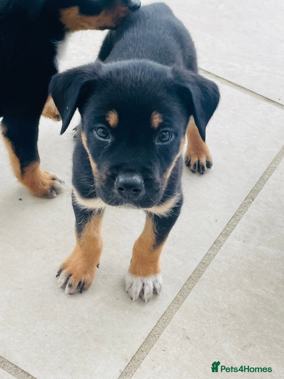 Rottweiler dogs for sale: 5 beautiful Rottweiler X puppies  - Image 2