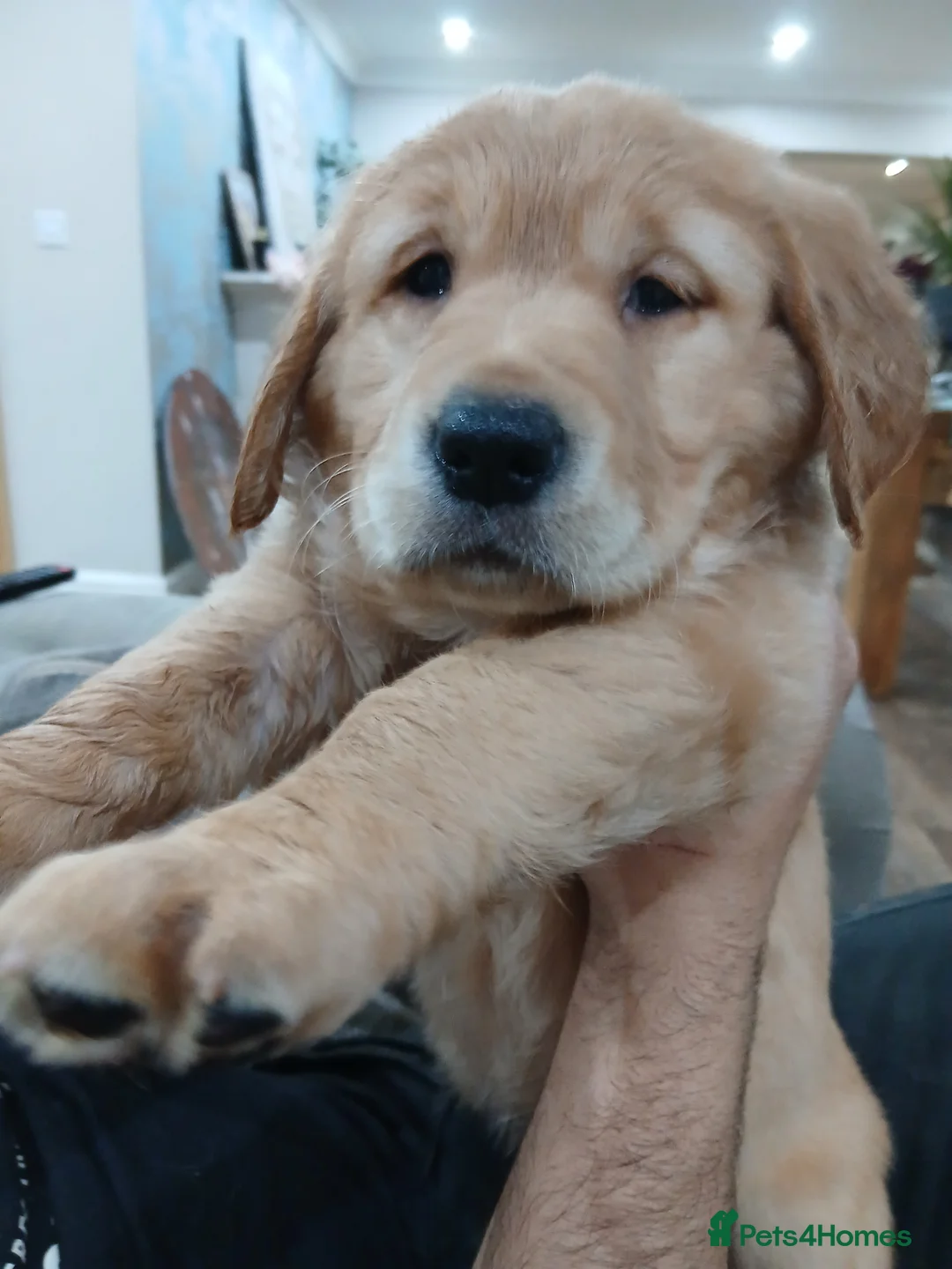 Golden Retriever dogs for sale: Chunky KC registered golden retrievers  - Advert 17
