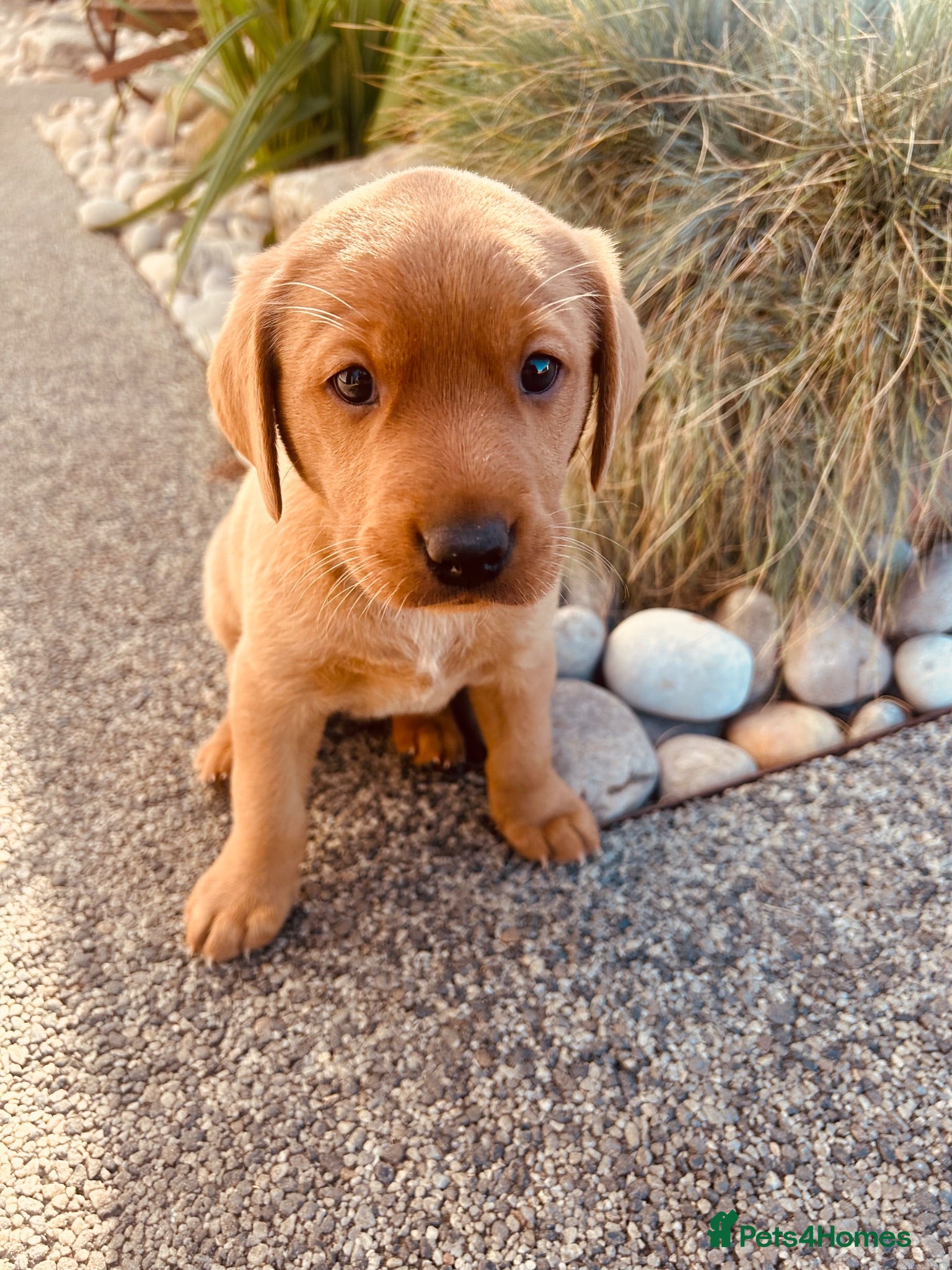 Labrador Retriever dogs Working Line Fox Red Labrador Girl Puppy  - Advert 16