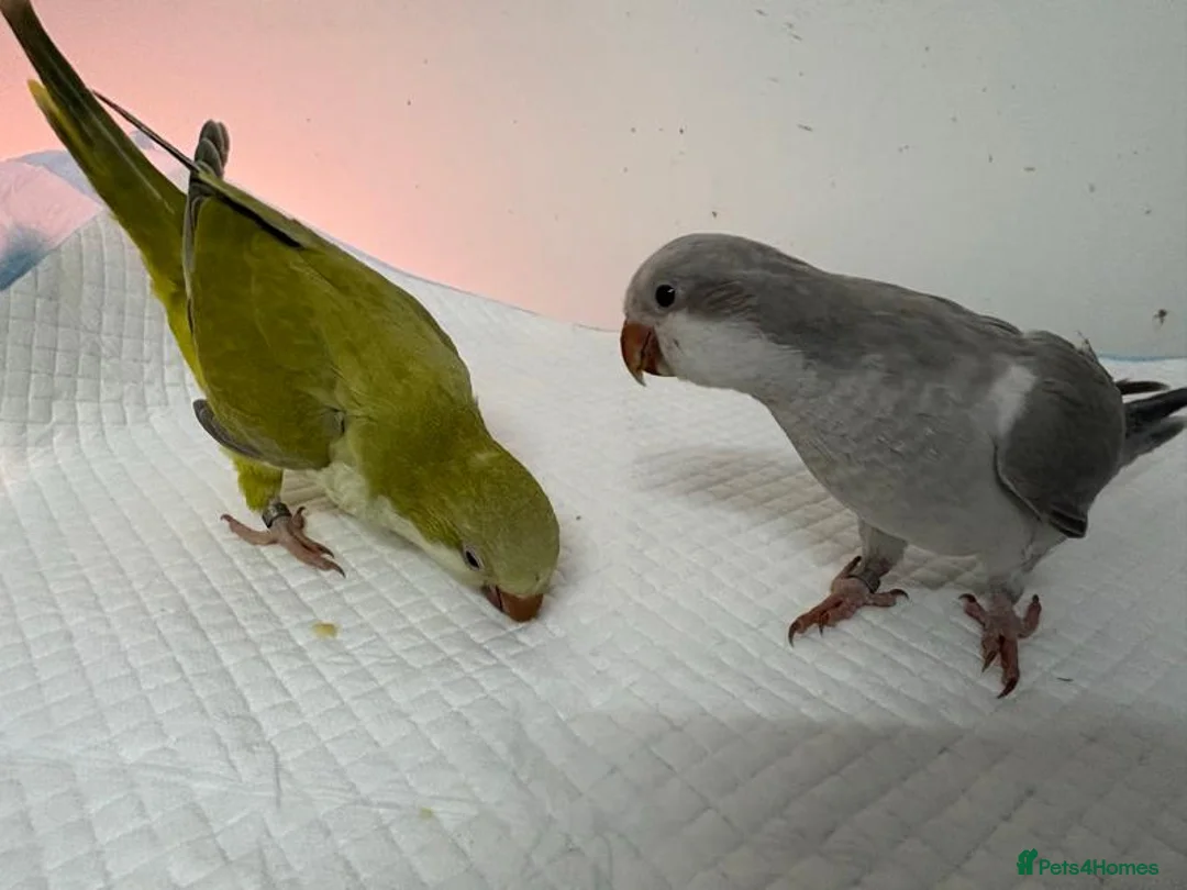 Parrots birds for sale: Hand raised Quaker parrots. 10 months old - Advert 2