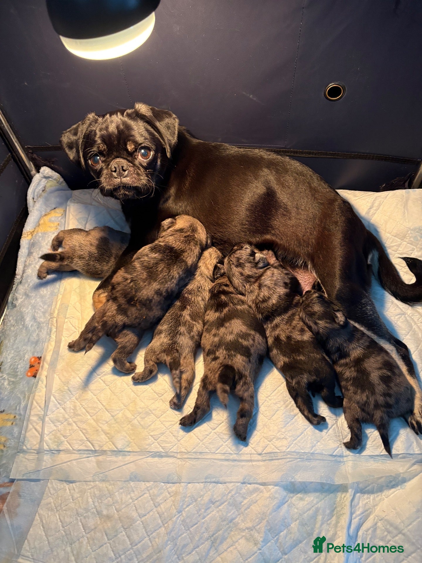 Pug dogs Bueatiful Merle baby pugs - Advert 8