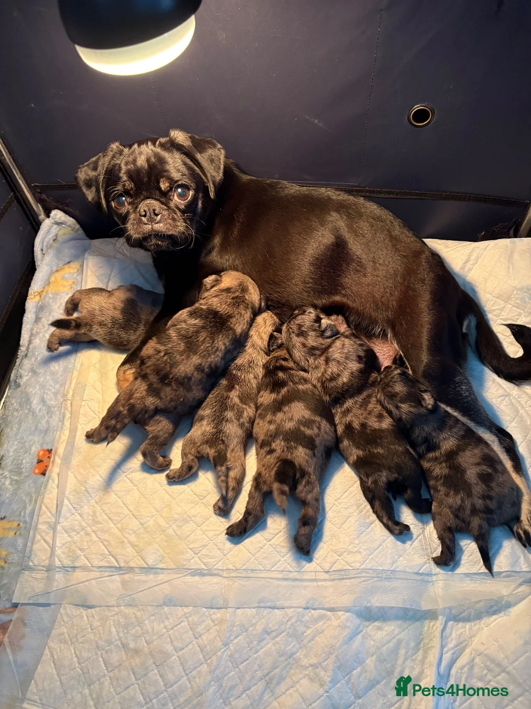 Pug dogs for sale: Bueatiful Merle baby pugs - Advert 1