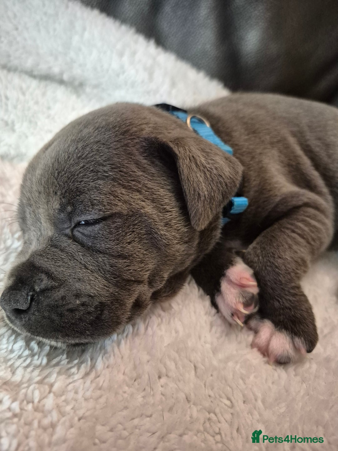 Staffordshire Bull Terrier dogs for sale: Eight gorgeous staffy puppies. - Advert 18