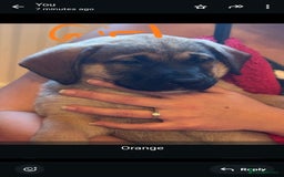 Mixed Breed dogs for sale: Available now! Mastiff / German Shephard puppies  - Advert 4