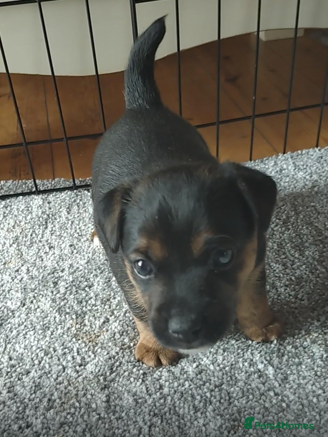 Jack Russell dogs Gorgeous JRT pups  - Advert 1