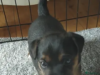Jack Russell dogs Gorgeous JRT pups - Advert 1