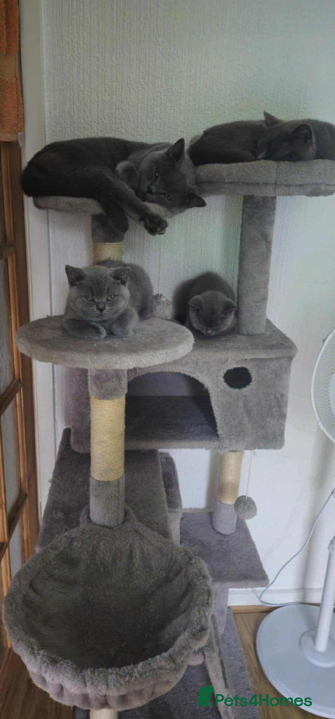 British Shorthair cats for sale: Kitten’s British shorthair  - Image 3