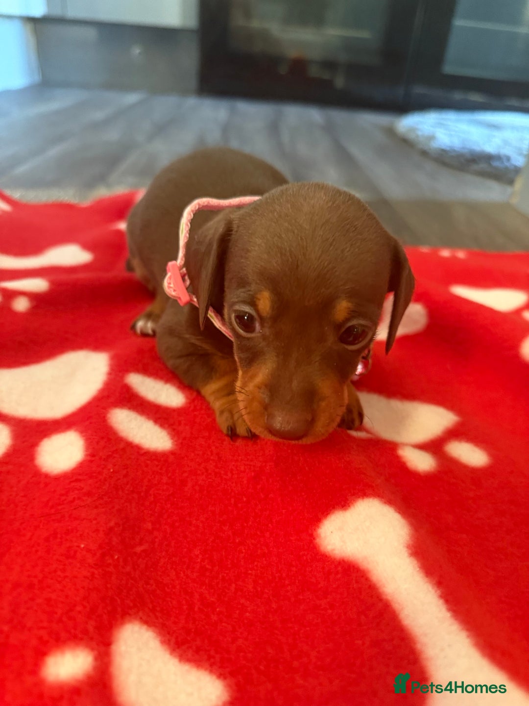 Miniature Dachshund dogs for sale: 5 playful miniature dachshund - Image 8