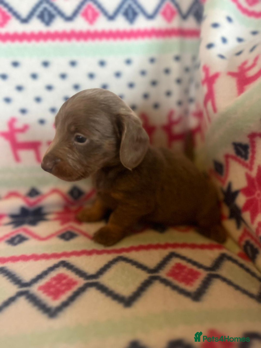 Miniature Dachshund dogs for sale: Miniature dachshund puppies  - Advert 11