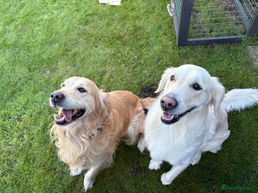 Golden Retriever dogs for sale: Golden Retriever Puppies - Advert 12