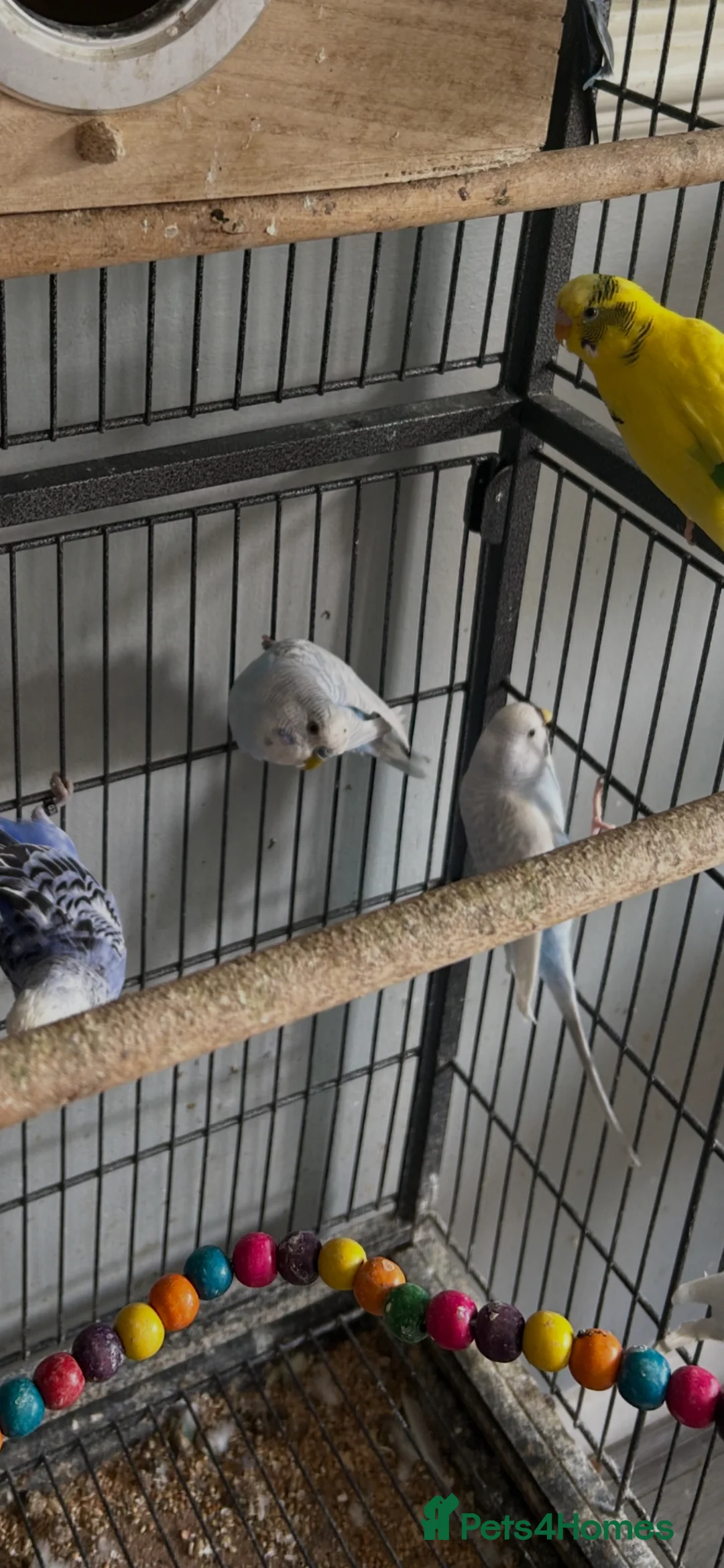 Budgerigars birds for sale: Budgies - Advert 5