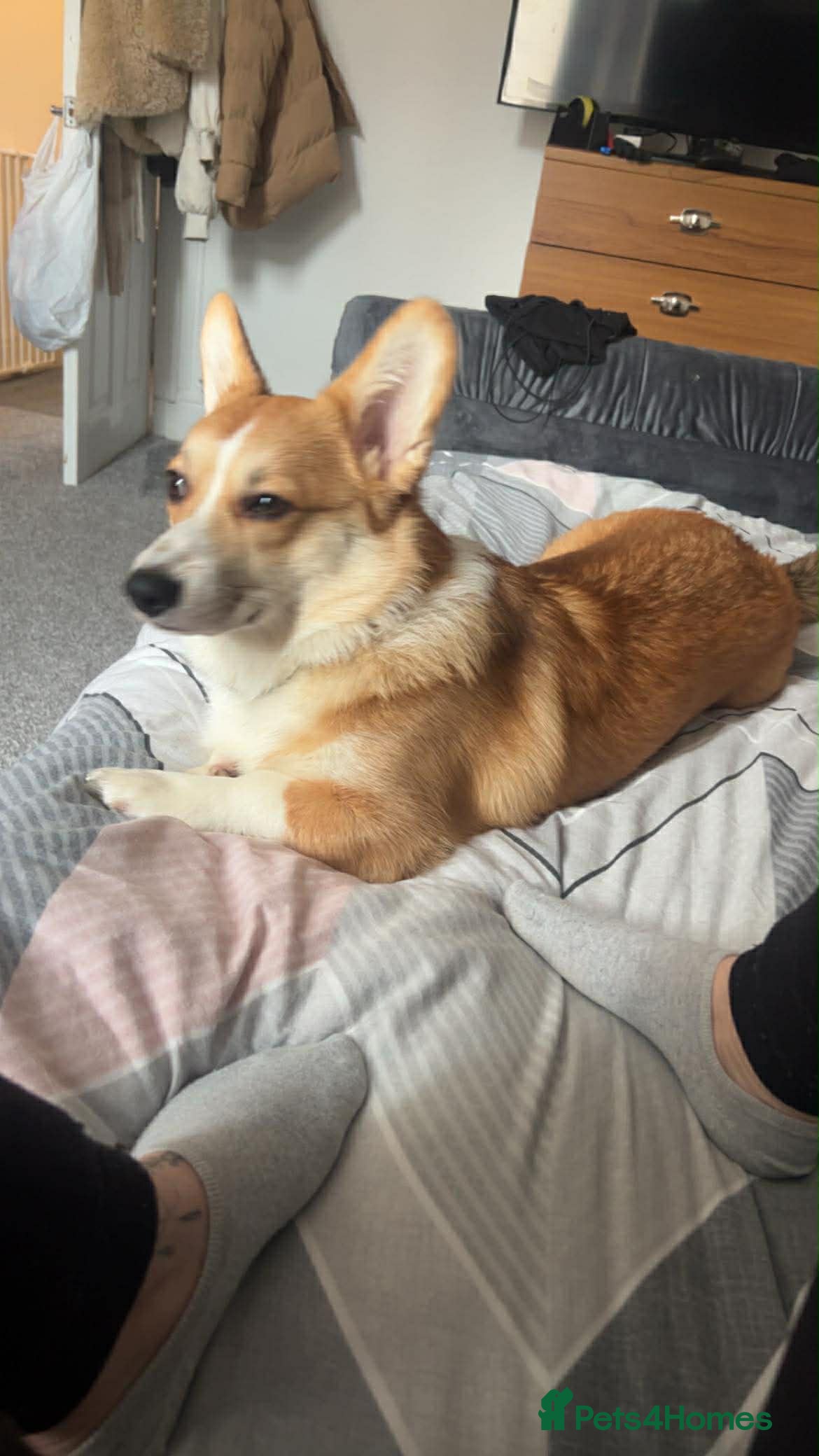 Welsh Corgi Pembroke dogs Welsh Pembrokeshire corgi  - Advert 2