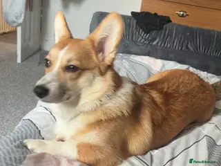 Welsh Corgi Pembroke dogs Welsh Pembrokeshire corgi - Advert 2