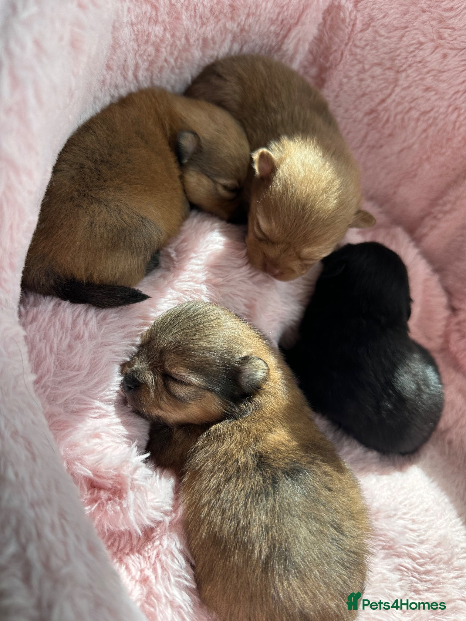 Pomeranian dogs Tiny teddy bear Pomeranian puppies KC registered - Advert 4