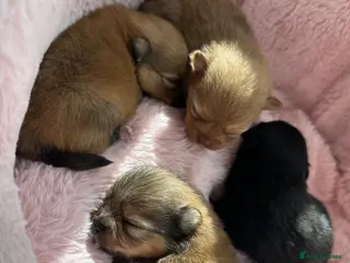 Pomeranian dogs Tiny teddy bear Pomeranian puppies KC registered - Advert 4