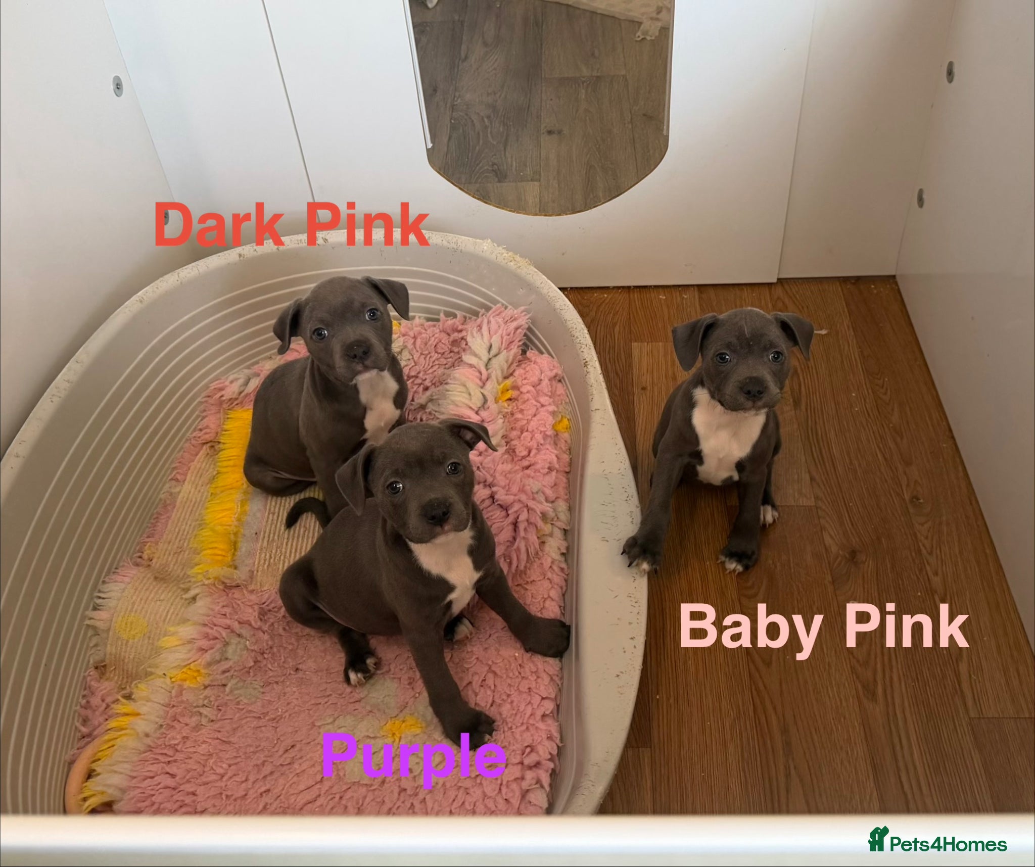 Staffordshire Bull Terrier dogs ✨CHAMPIONS NOW READY TO LEAVE!!!ONLY 3 GIRLS LEFT✨ - Advert 2