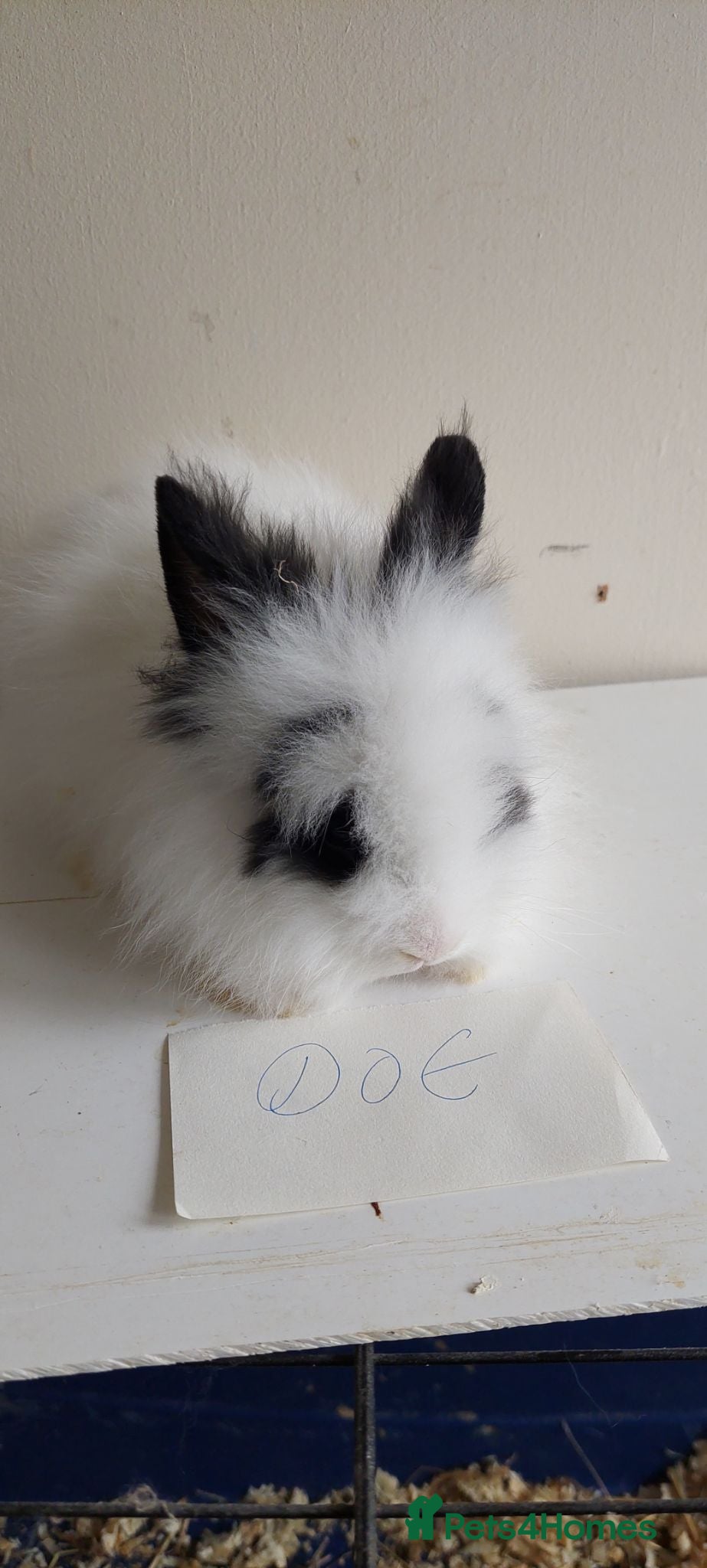 Lionhead rabbits READY Loinhead babys ready to reserve  - Advert 19