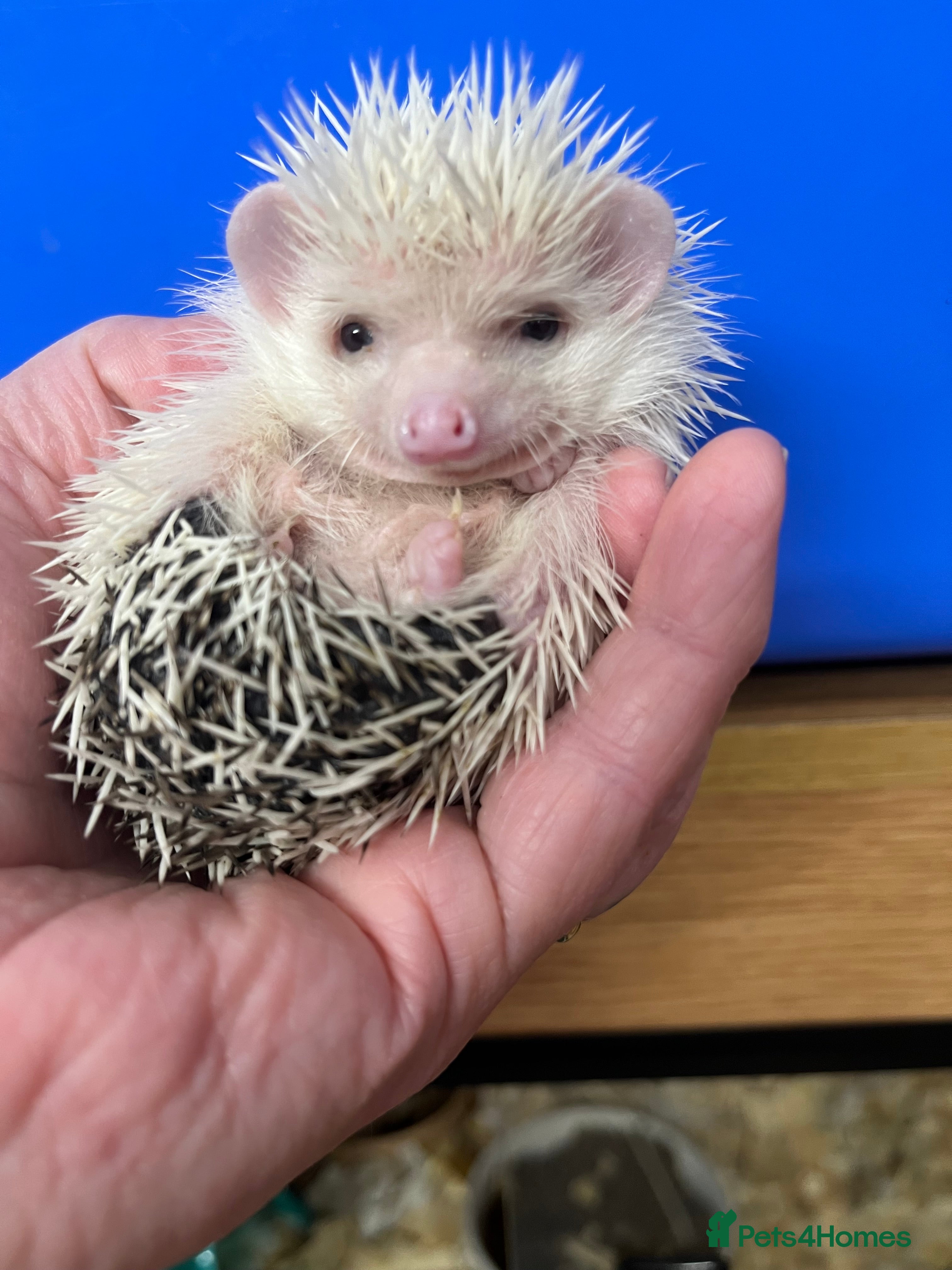 Pygmy Hedgehog rodents Split faced/reverse pinto baby hoglets ready now! - Advert 7
