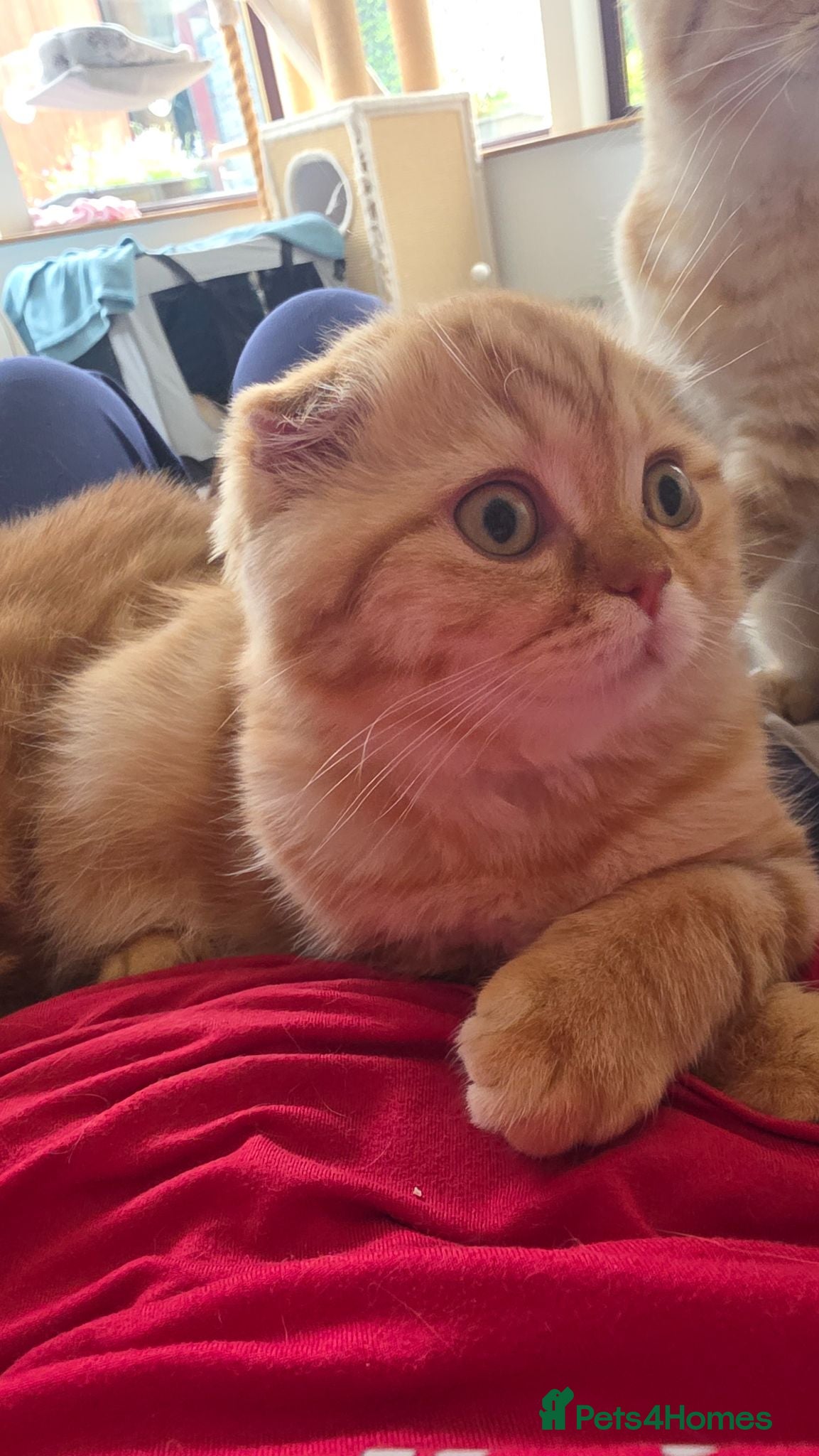 Scottish Fold cats READY NOW RARE INSTAGRAM KITTENS  - Advert 2