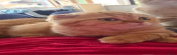 Scottish Fold cats for sale: READY NOW RARE INSTAGRAM KITTENS  - Advert 2