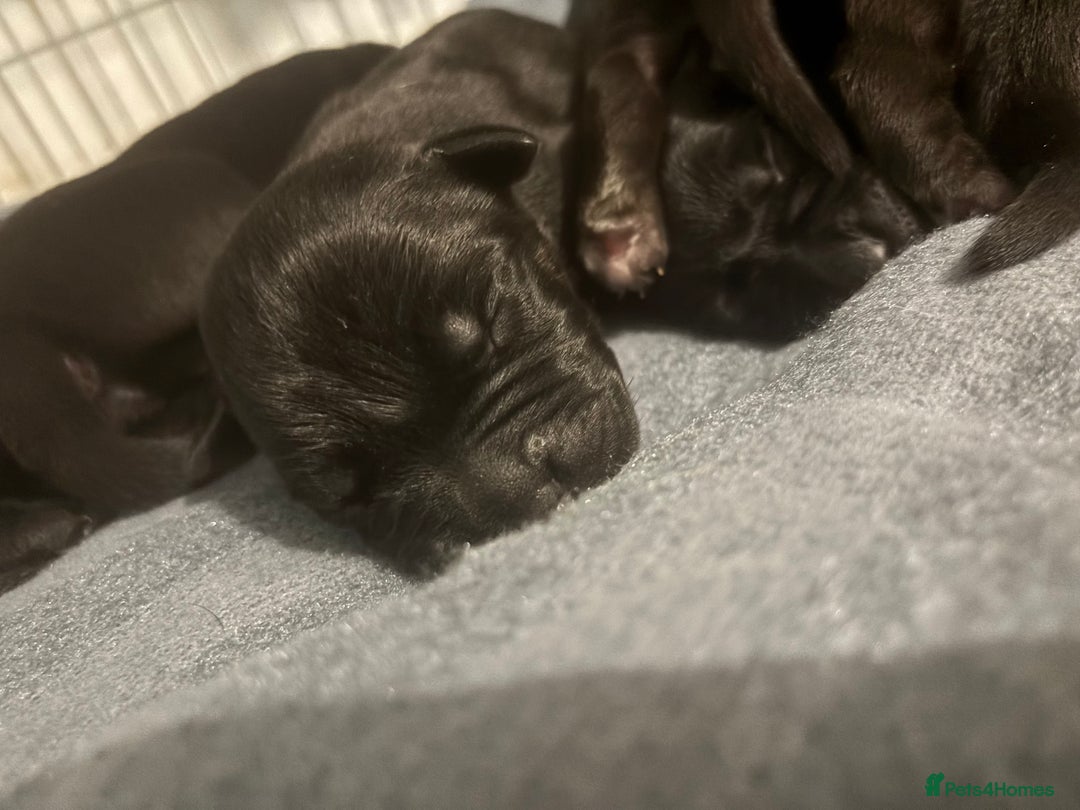 Cane Corso dogs for sale: 7 beautiful cane corso puppies  - Advert 7