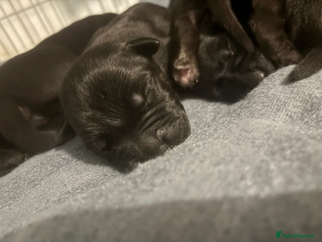 Cane Corso dogs for sale: 7 beautiful cane corso puppies  - Advert 7