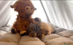 Miniature Dachshund dogs for sale: Miniture dachshund pups  - Advert 10