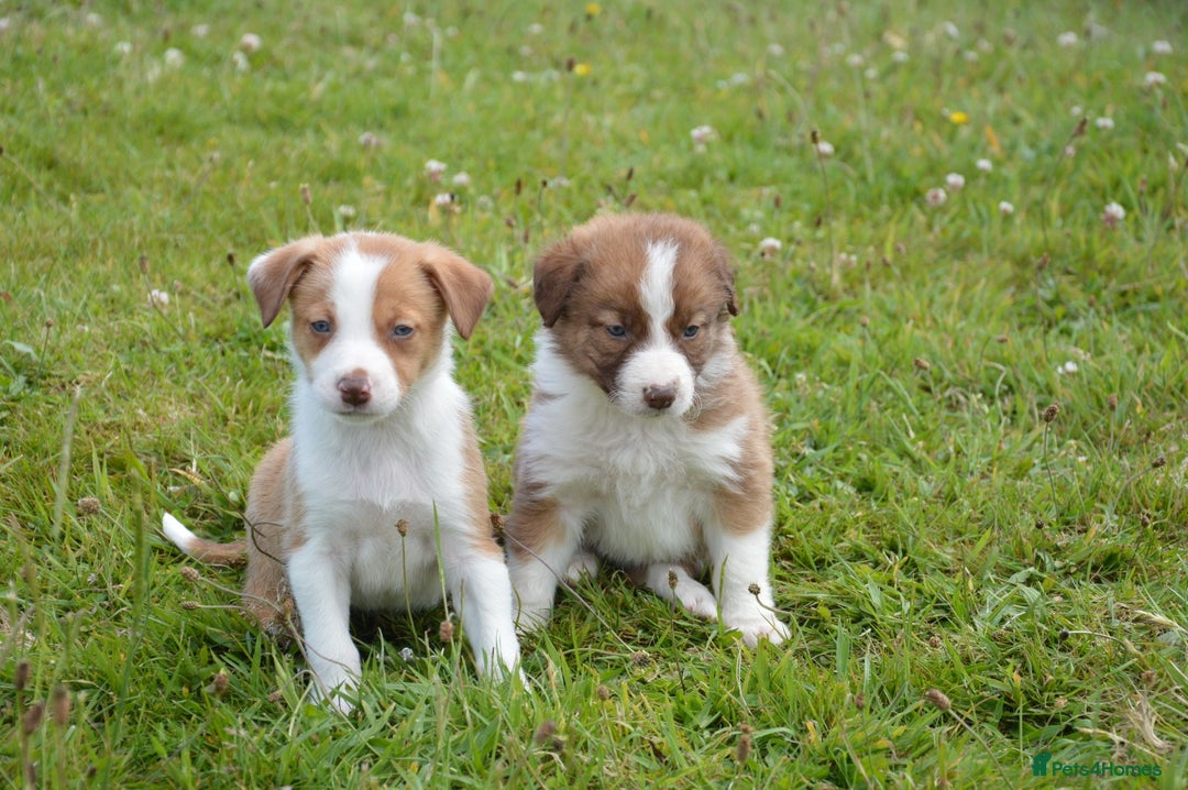Mixed Breed dogs for sale: Beautiful Border Collie pups - Image 1