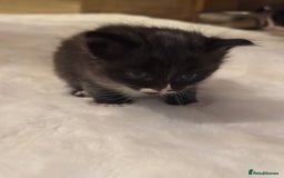 Ragdoll cats for sale: Half ragdoll stunningly marked kittens  - Image 25