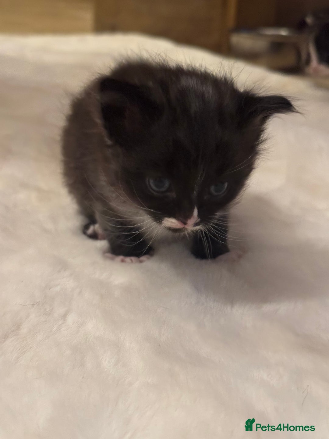 Ragdoll cats for sale: Half ragdoll stunningly marked kittens  - Image 25