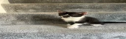 Mixed Breed cats for sale: Loving kittens looking for new family - Advert 5