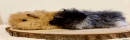 Guinea Pig rodents for sale: 4 pairs of boys and 2 pairs of girls  - Advert 9