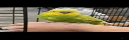 Budgerigars birds for sale: Baby Budgies, Tame Budgies, and Cockatiels - Advert 8