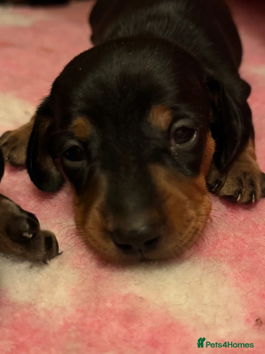 Miniature Dachshund dogs for sale: Stunning mini dachshund pups - Advert 4