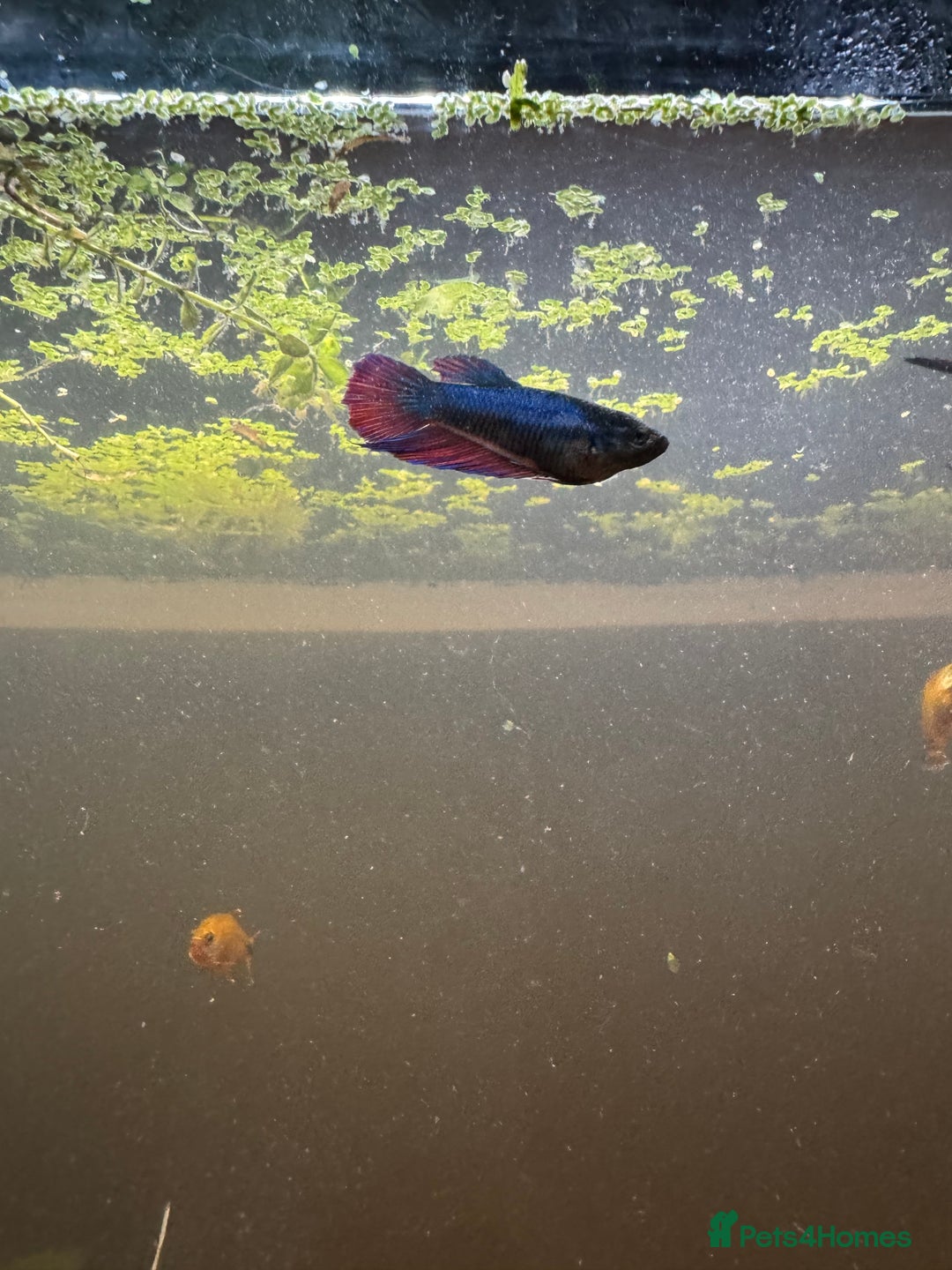 Bettas fish for sale: 8 Angelfish 1 female Betta  - Advert 15