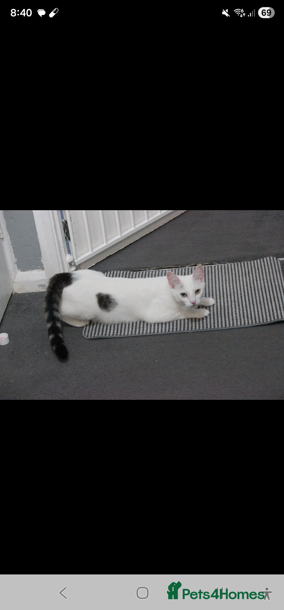 Domestic Shorthair cats for sale: White cat with grey tail 1yr6m  - Advert 3