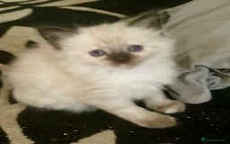 Mixed Breed cats for sale: 3/4 ragdoll kittens available  - Image 1