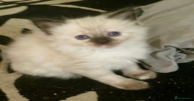 Mixed Breed cats - Advert 6