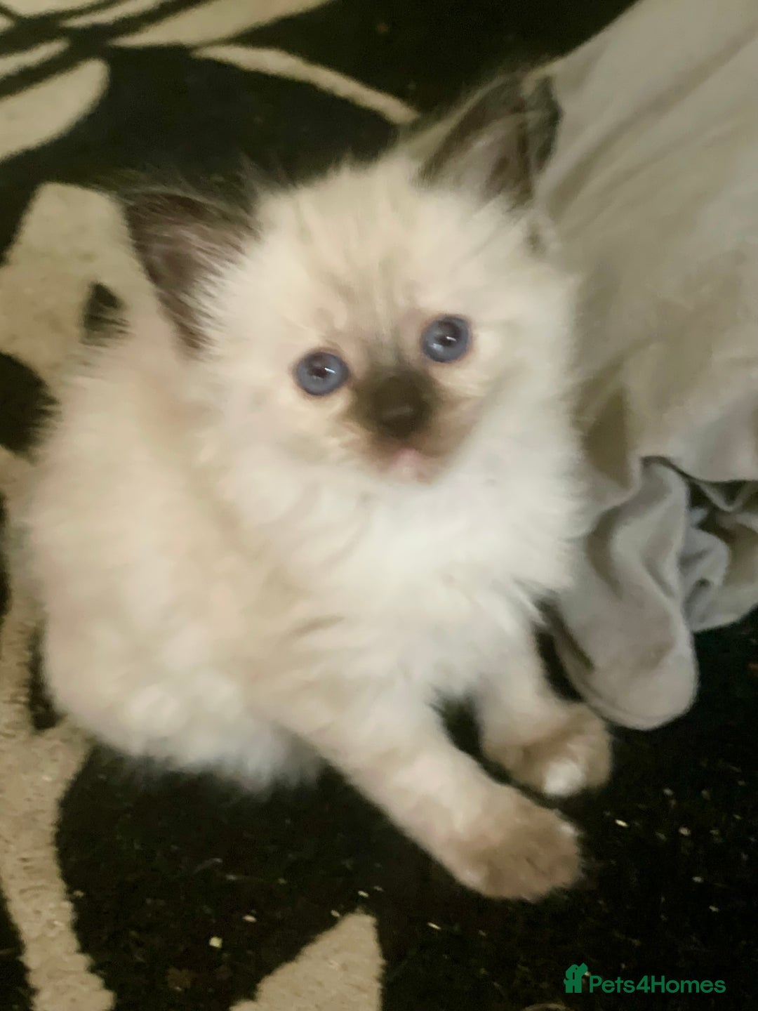 Mixed Breed cats for sale: 3/4 ragdoll kittens available  - Image 1